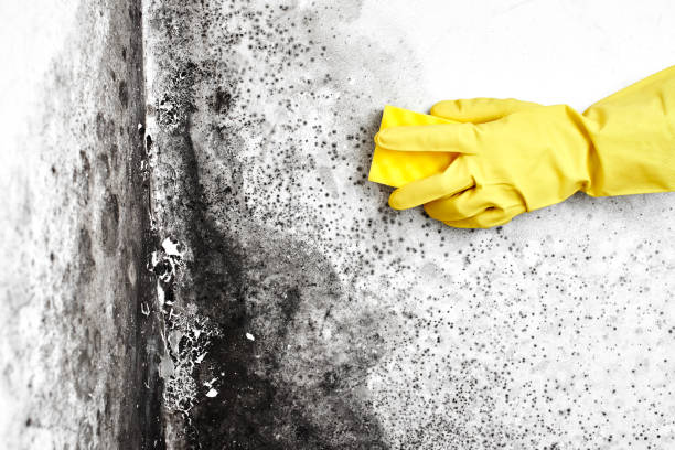 Mold Removal Process in Old Bethpage, NY