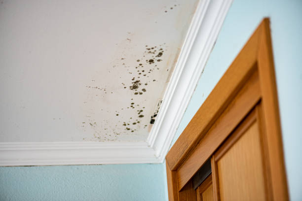 Best Residential Mold Removal  in Old Bethpage, NY
