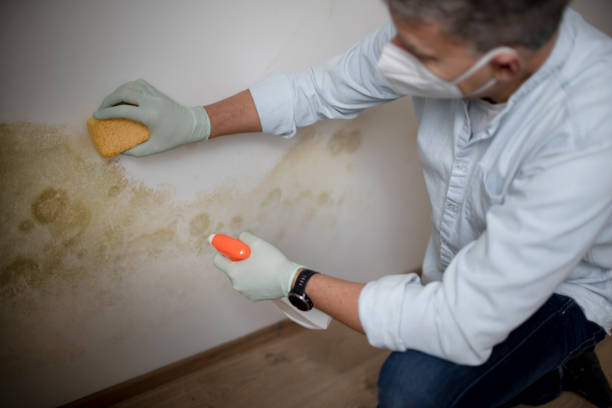 Best Residential Mold Removal  in Old Bethpage, NY