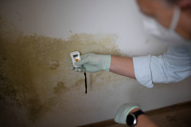 Best Attic Mold Removal  in Old Bethpage, NY