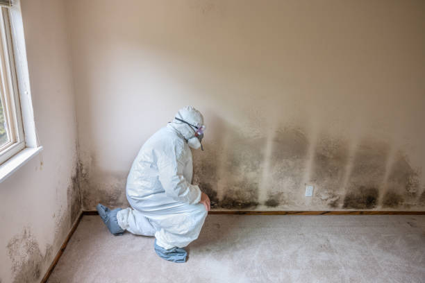 Best Commercial Mold Removal  in Old Bethpage, NY